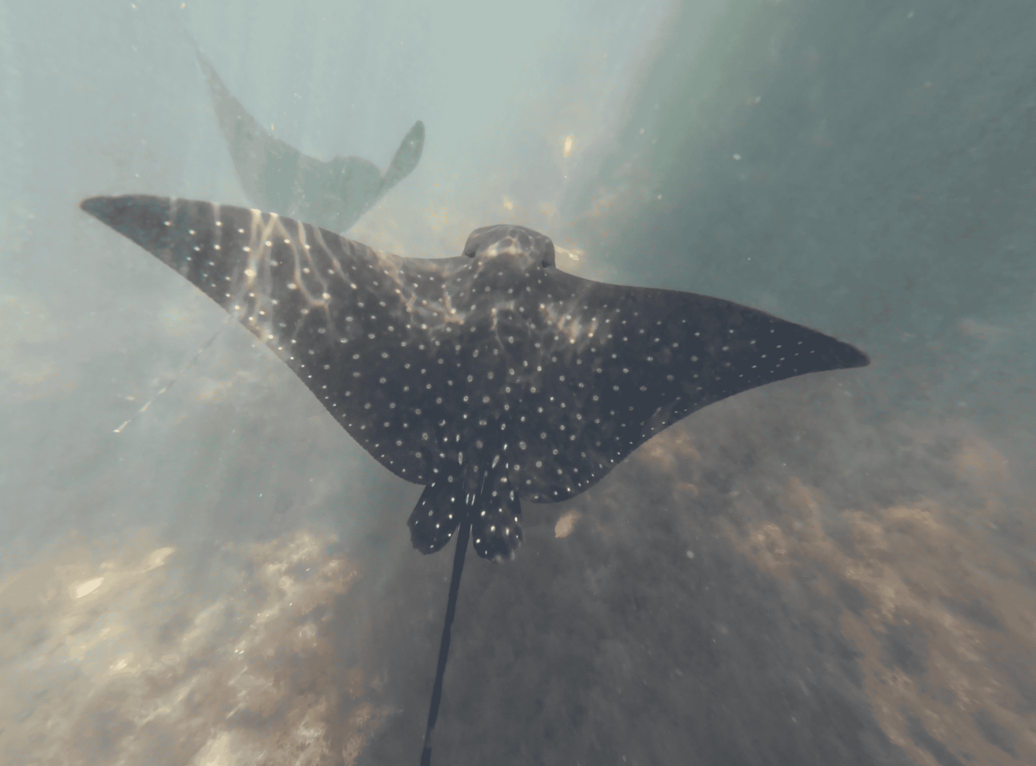 Underwater shot of two baby eagle rays swimming. Their body is dark grey and filled with small white dots.
